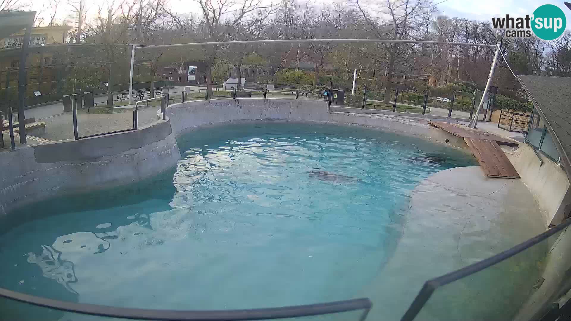 Zoo Zagreb – Kalifornijski morski lav