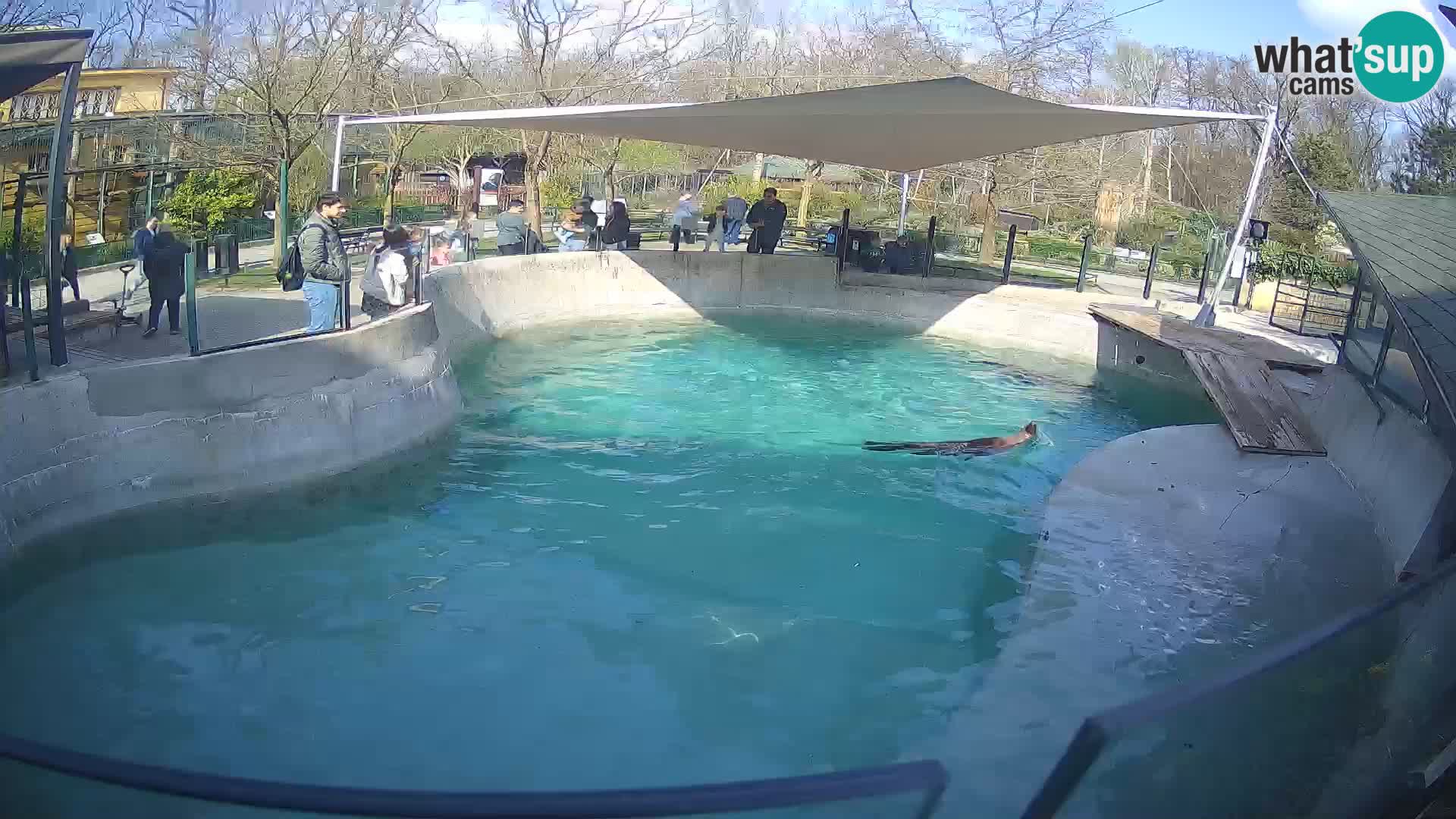 Zoo Zagreb –  León marino de California