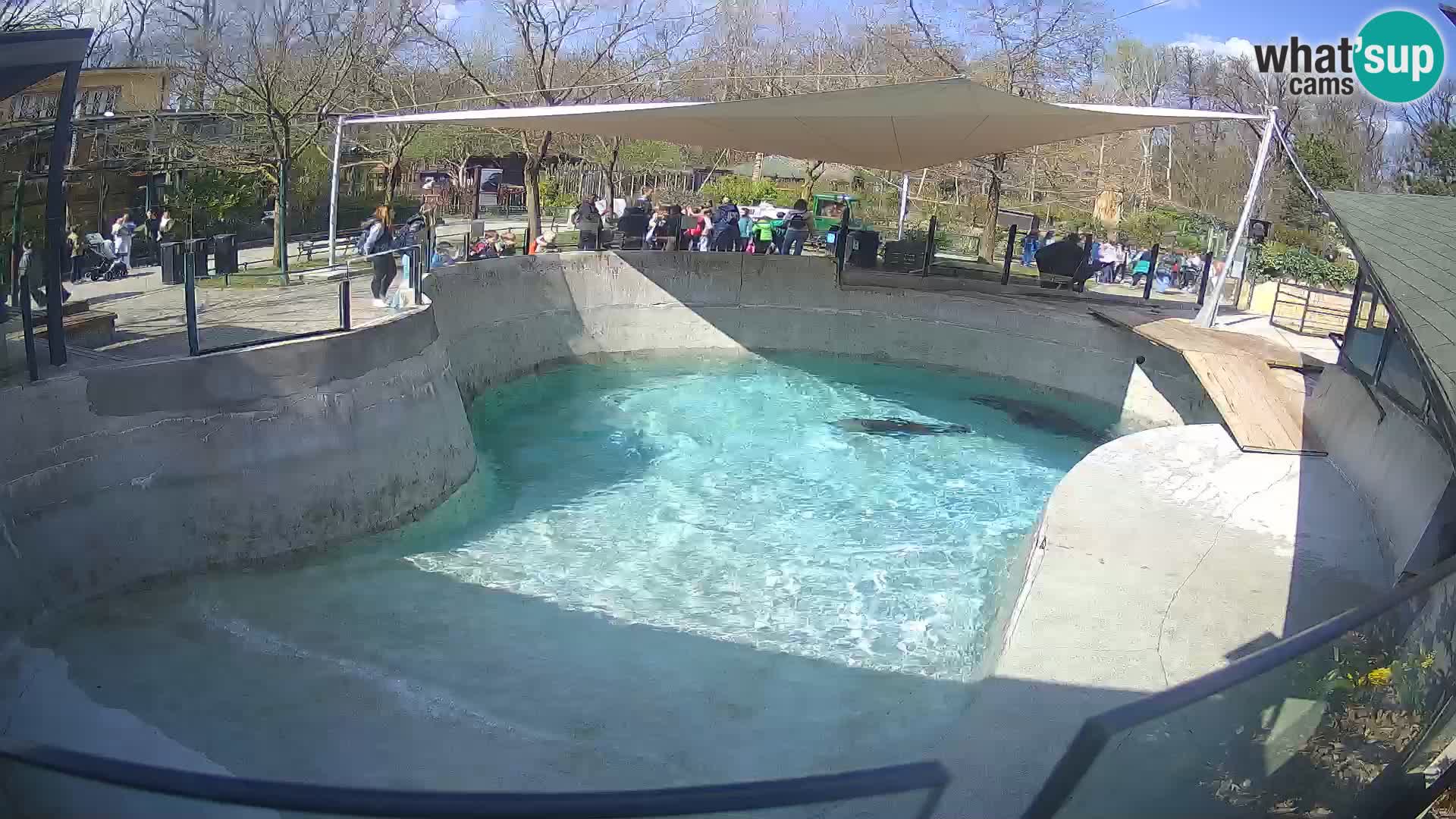 Zoo Zagreb – Otarie de Californie