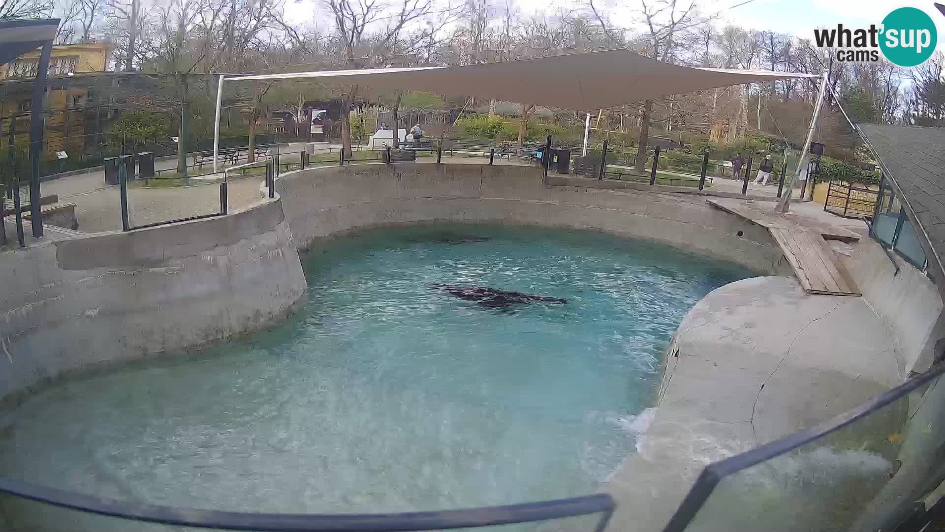 Zoo Zagreb –  León marino de California