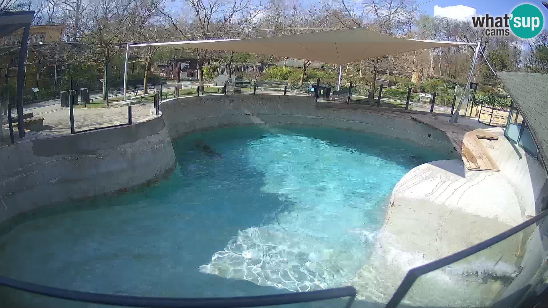 Zoo Zagreb –  León marino de California