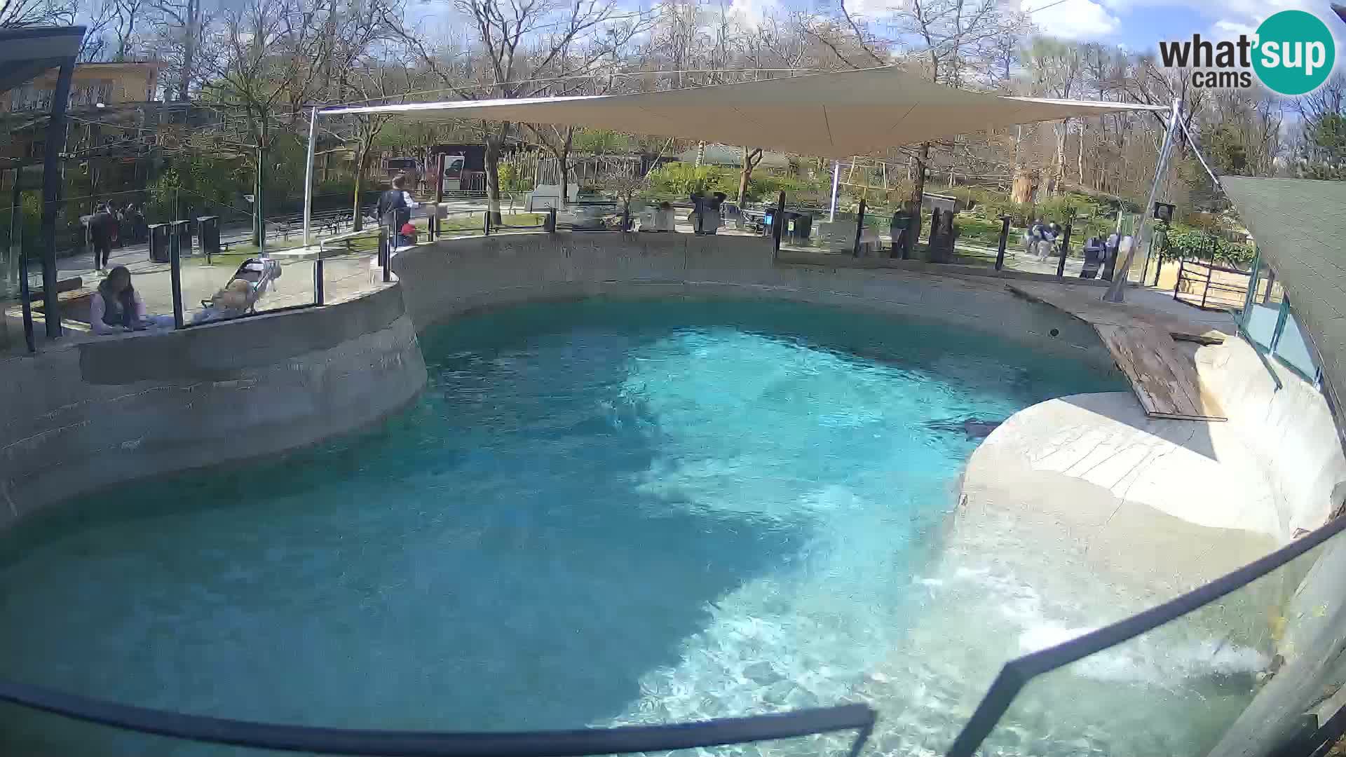 Zoo Zagreb – Kalifornijski morski lav