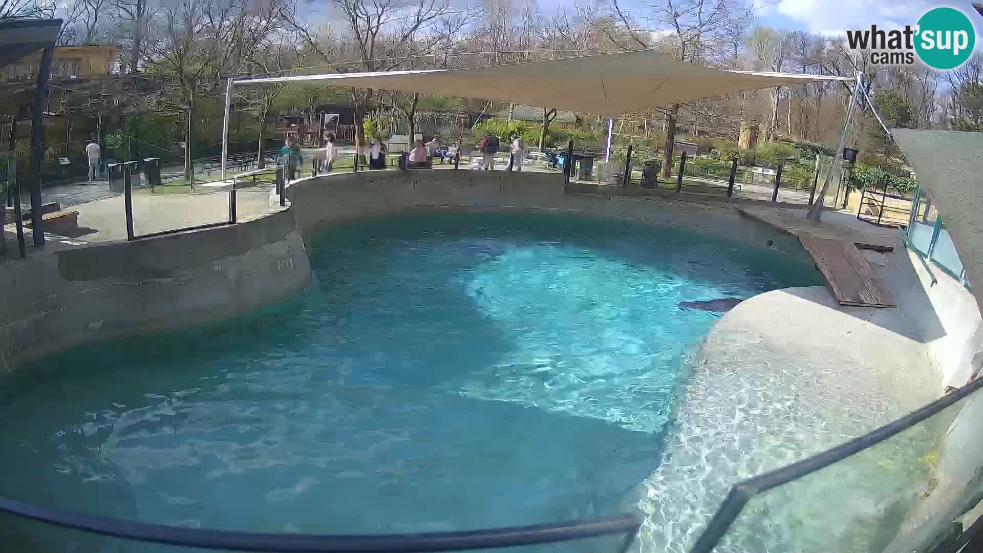 Zoo Zagreb –  León marino de California