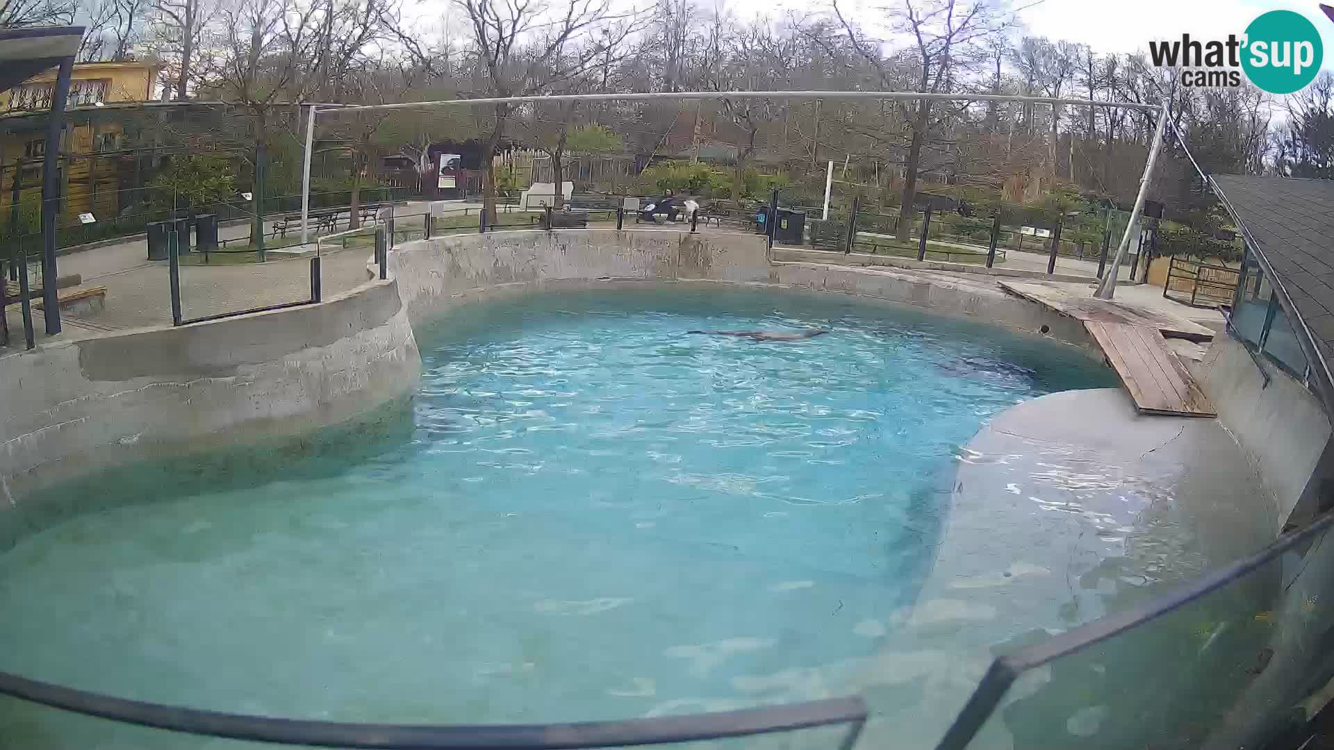 Zoo Zagreb –  León marino de California