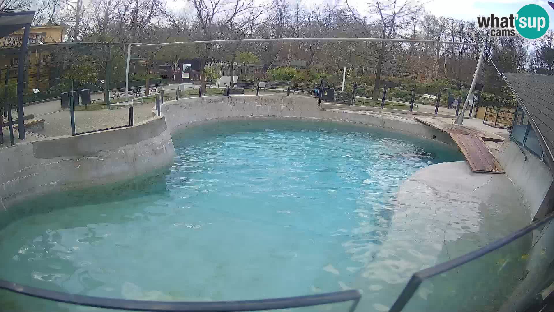 Zoo Zagreb – Otaria della California