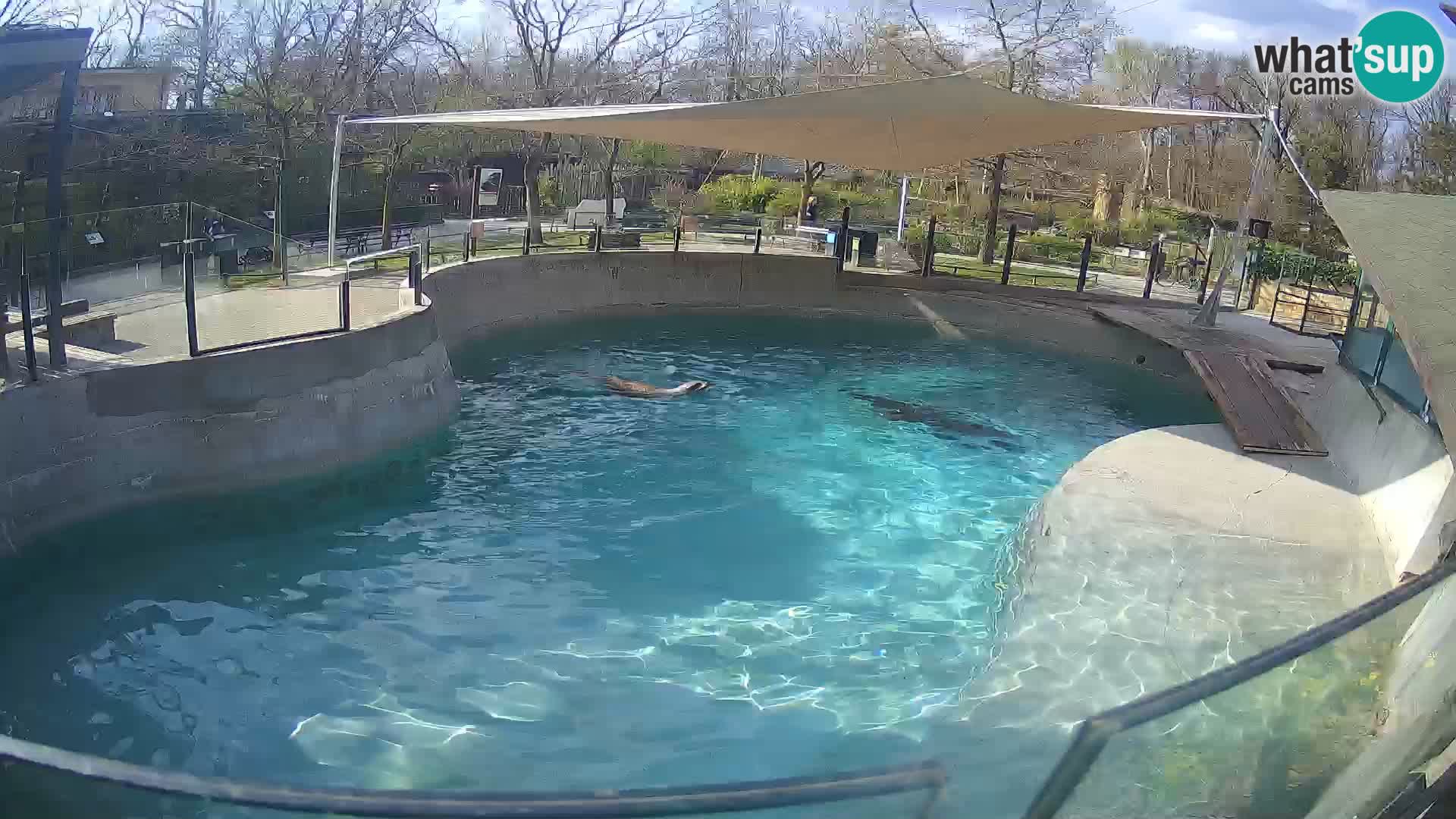 Zoo Zagreb – Otarie de Californie