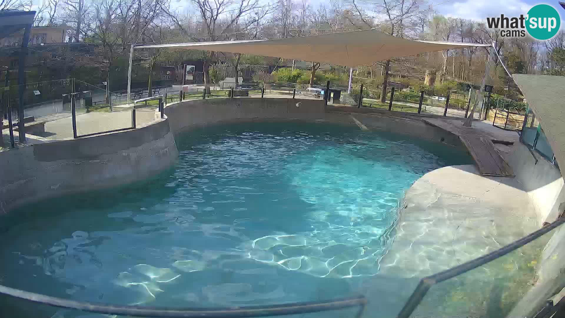 Zoo Zagreb – Kalifornijski morski lav