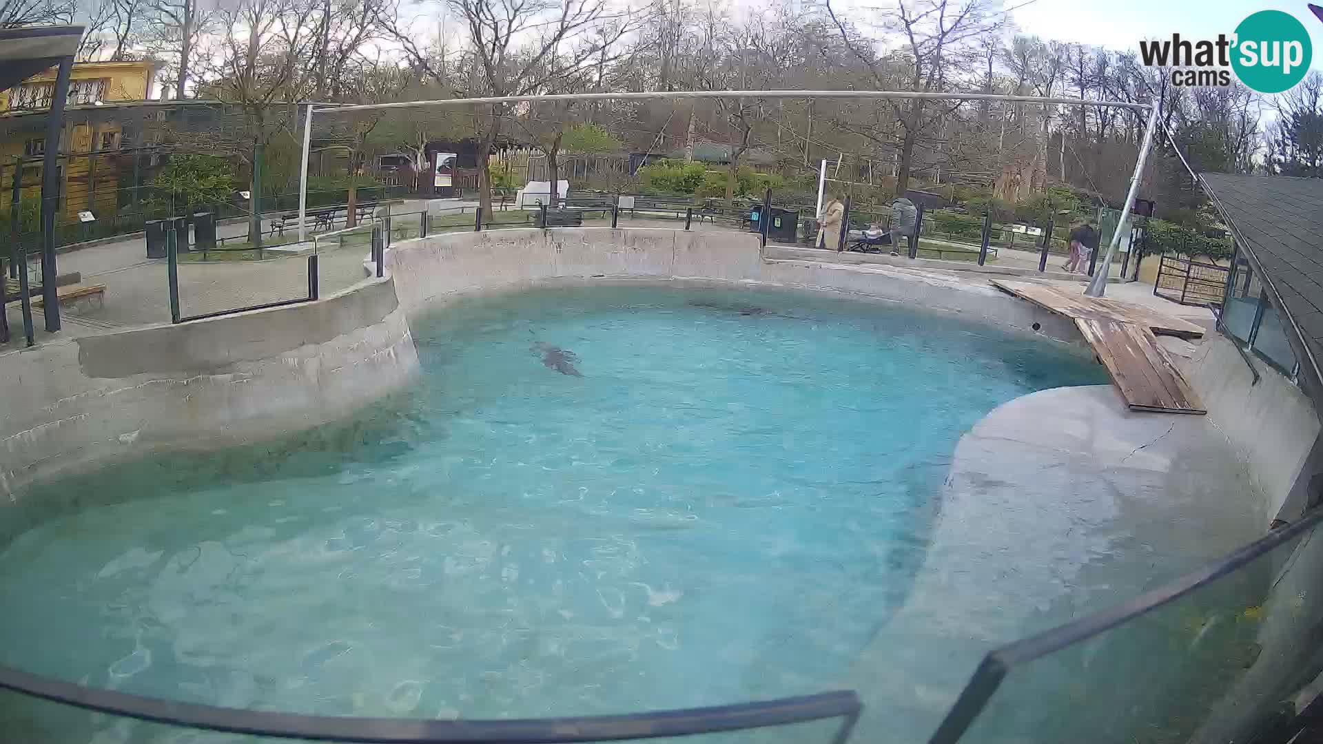 Zoo Zagreb – Kalifornijski morski lav