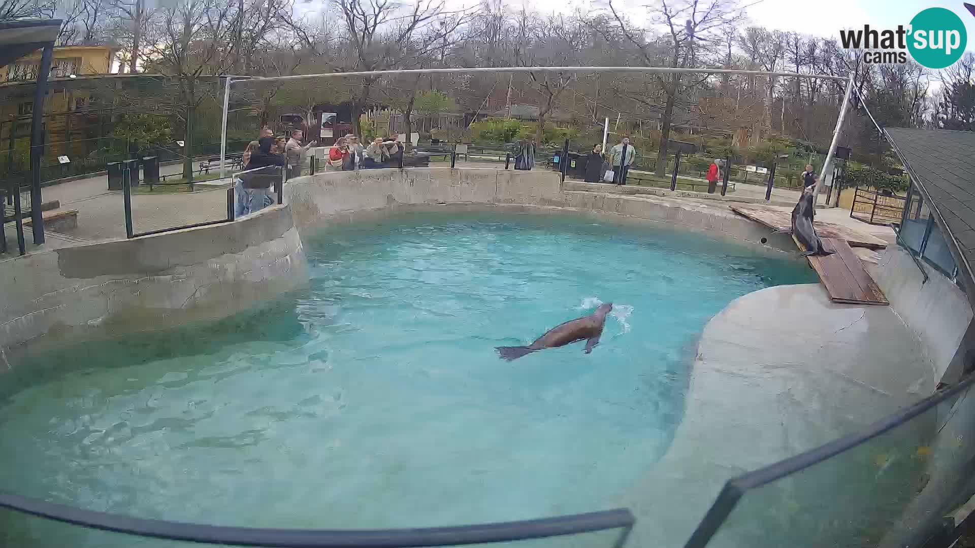 Zoo Zagreb – Otaria della California