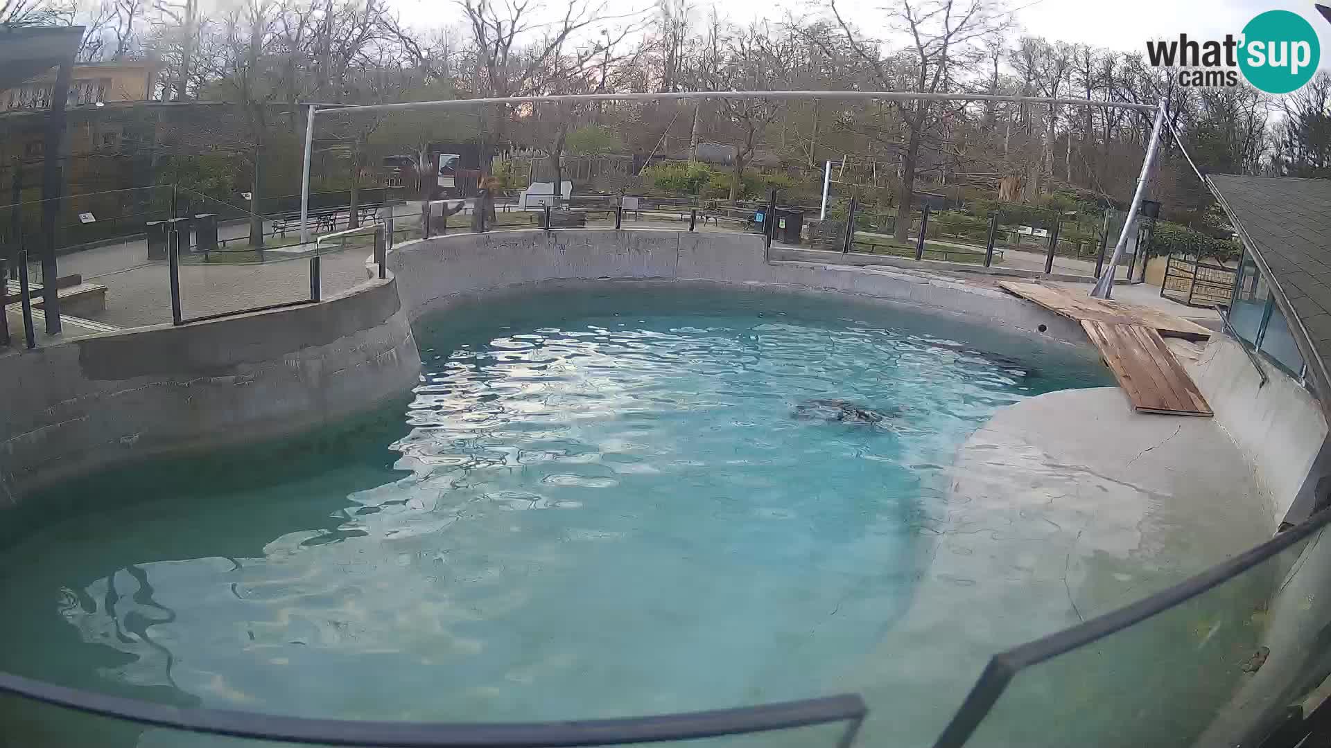 Zoo Zagreb – Kalifornijski morski lav