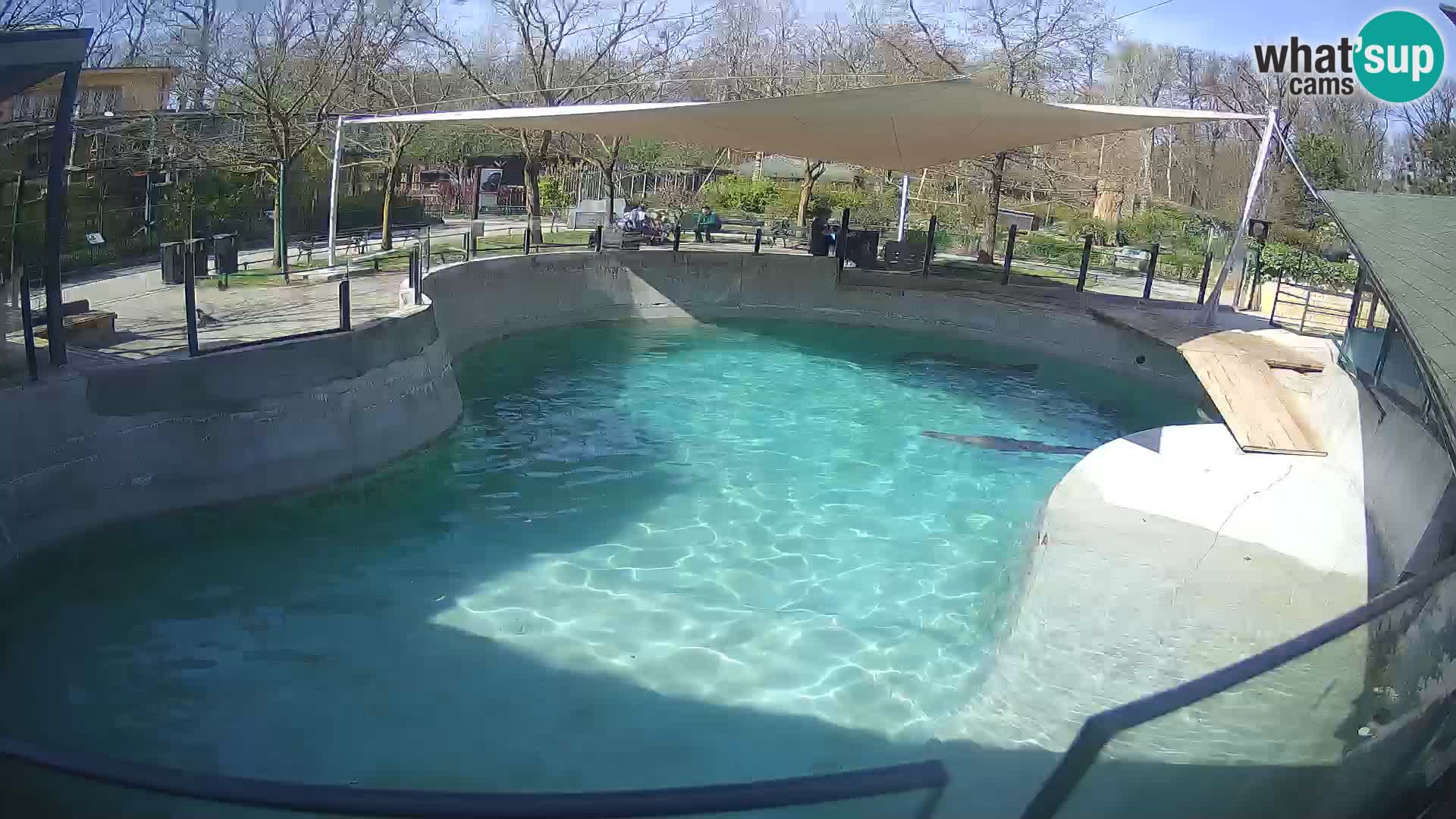 Zoo Zagreb – Otarie de Californie