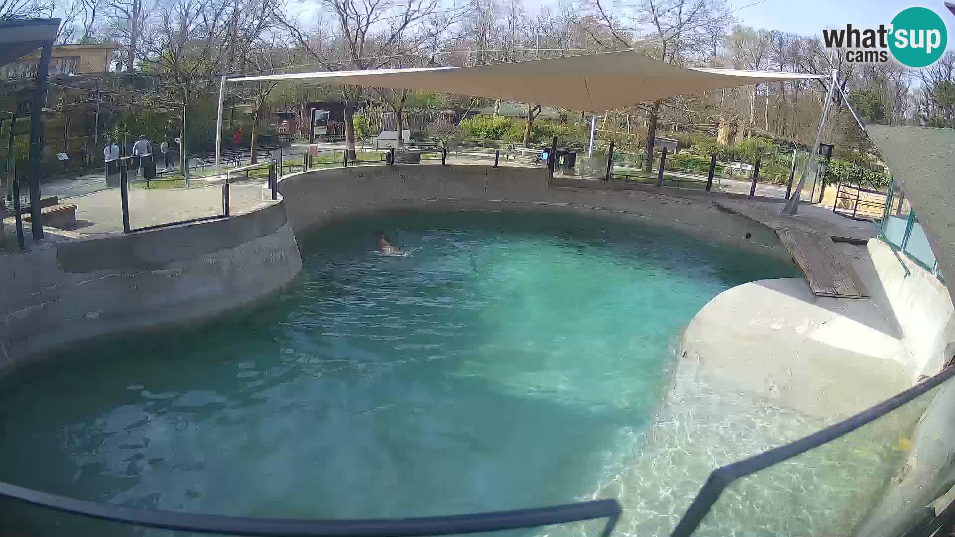 Zoo Zagreb – Otarie de Californie