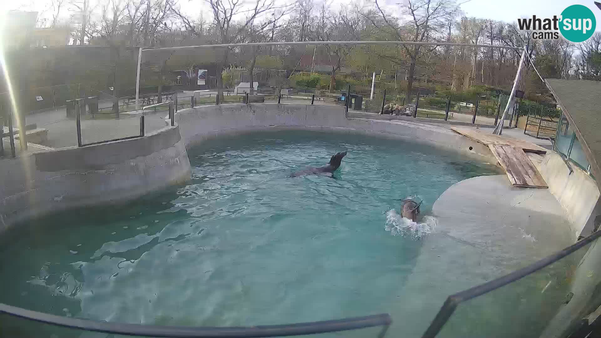 Zoo Zagreb – Kalifornijski morski lav