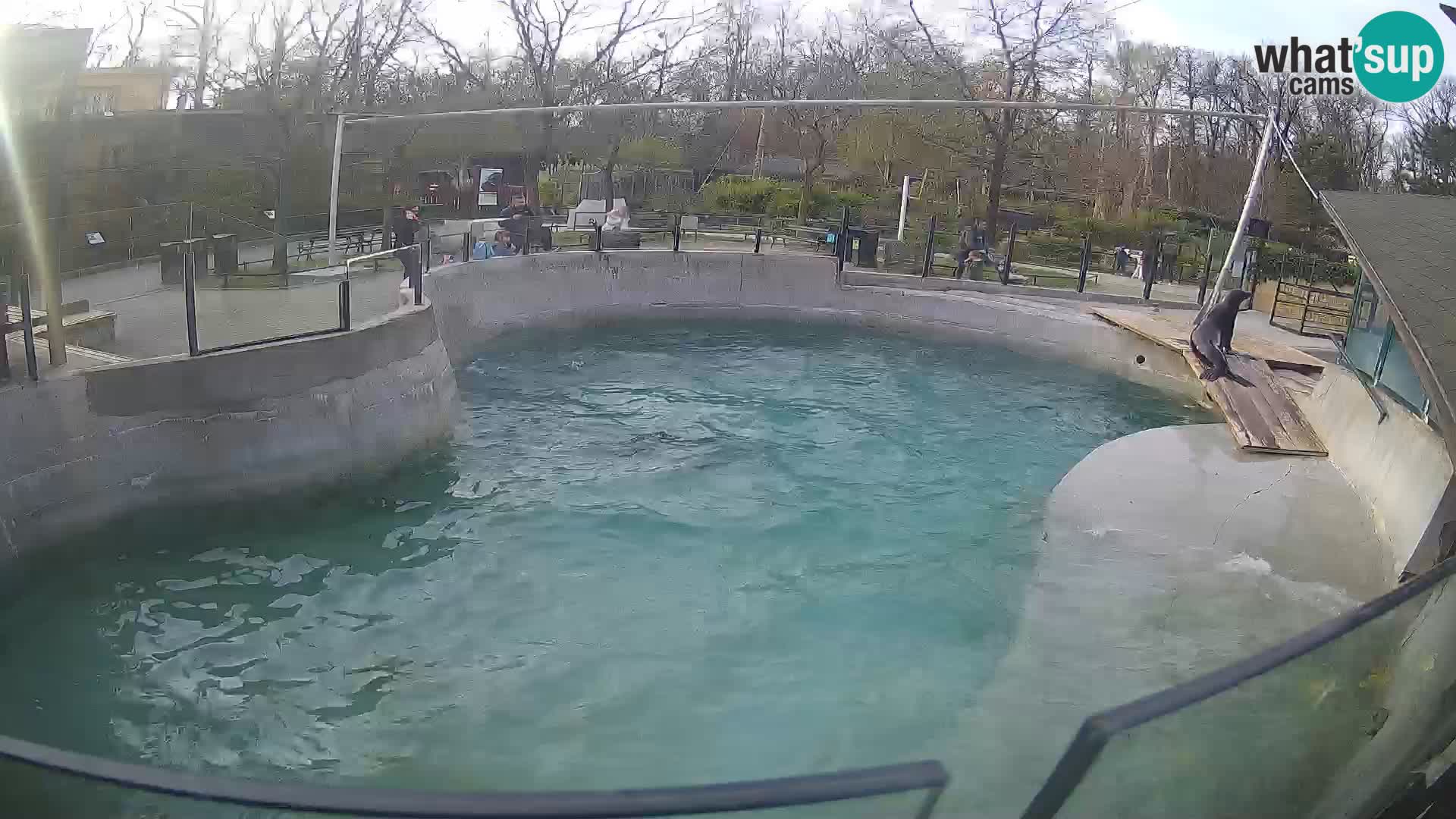 Zoo Zagreb – Kalifornijski morski lav