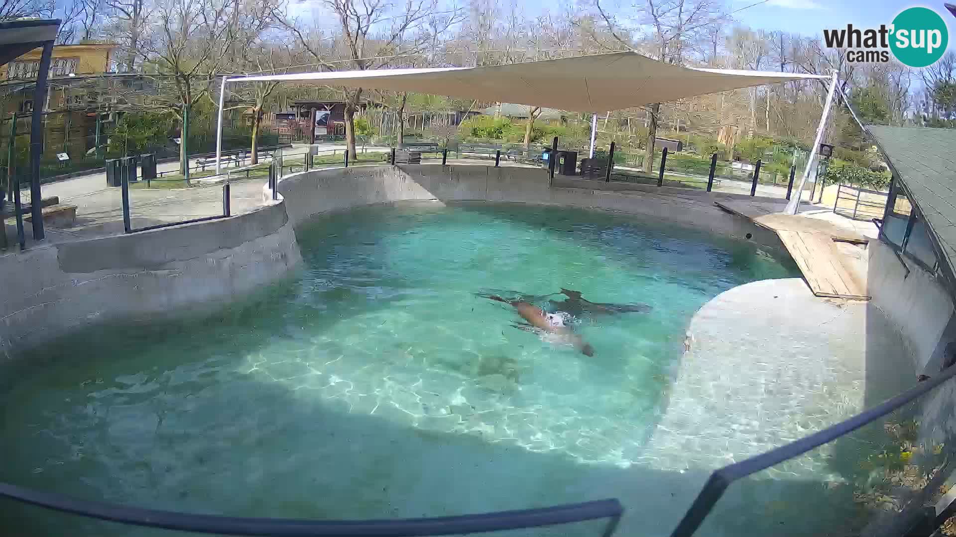 Zoo Zagreb – Kalifornijski morski lav