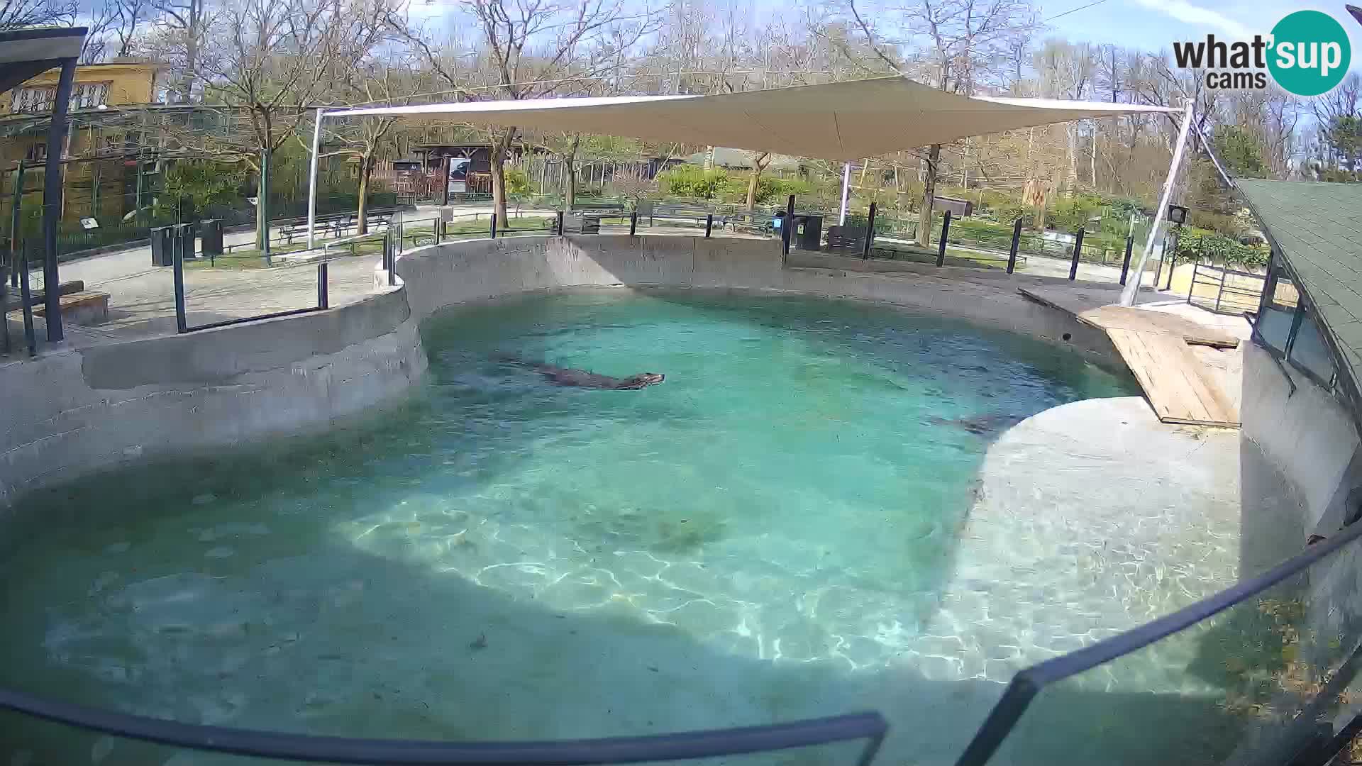 Zoo Zagreb –  León marino de California