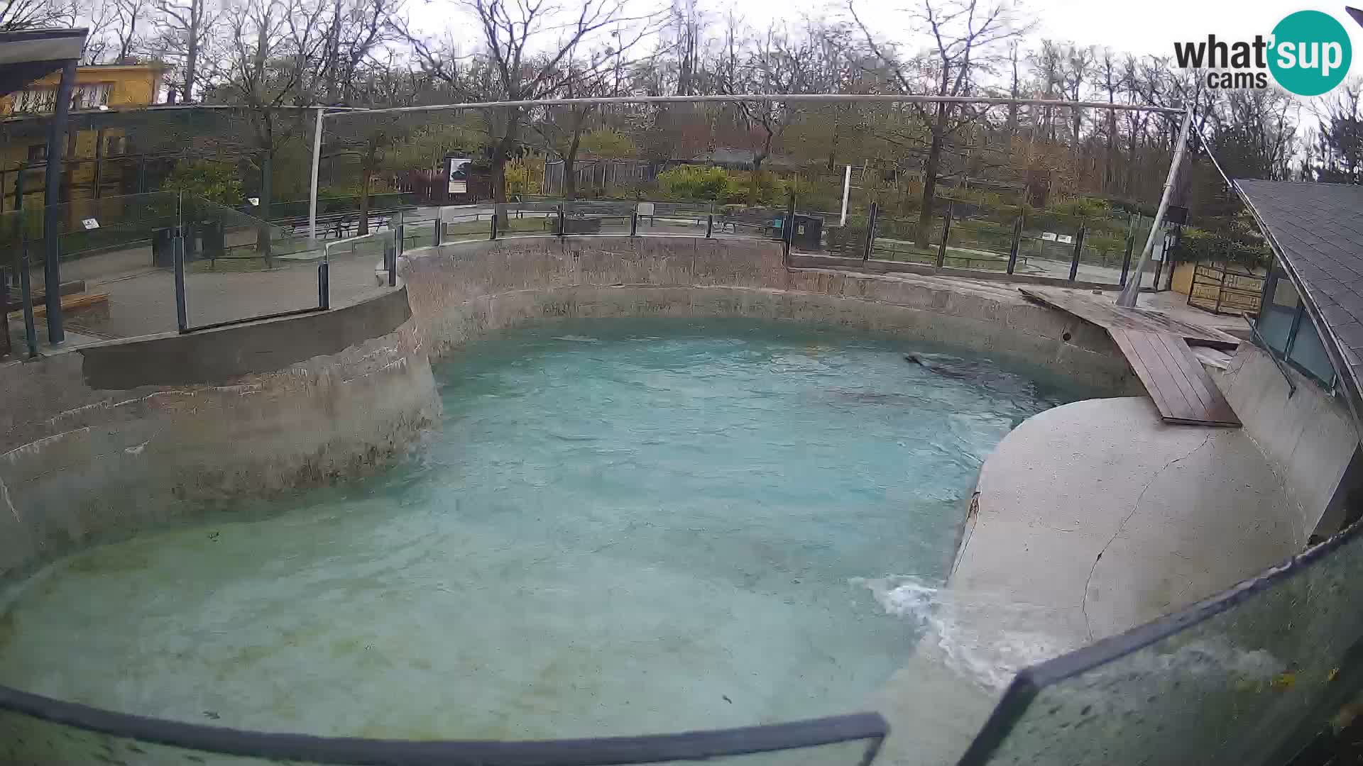 Zoo Zagreb – Otarie de Californie