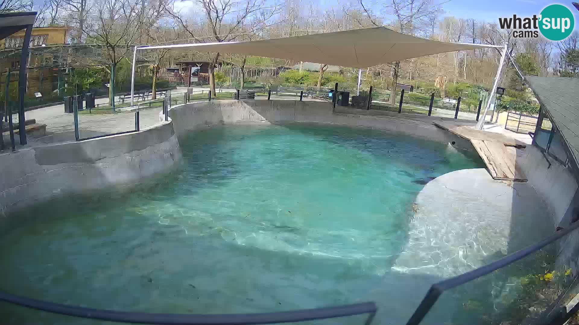 Zoo Zagreb – Kalifornijski morski lev