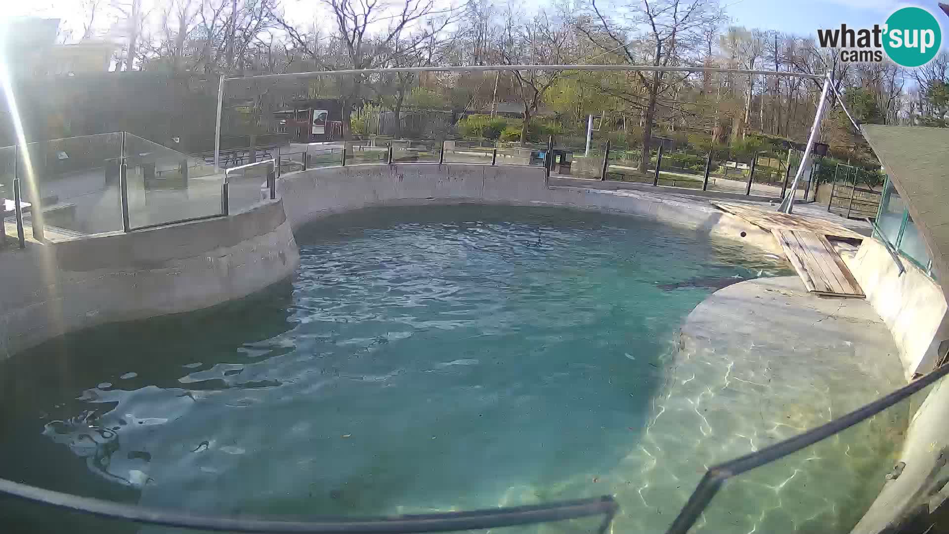 Zoo Zagreb – Otarie de Californie