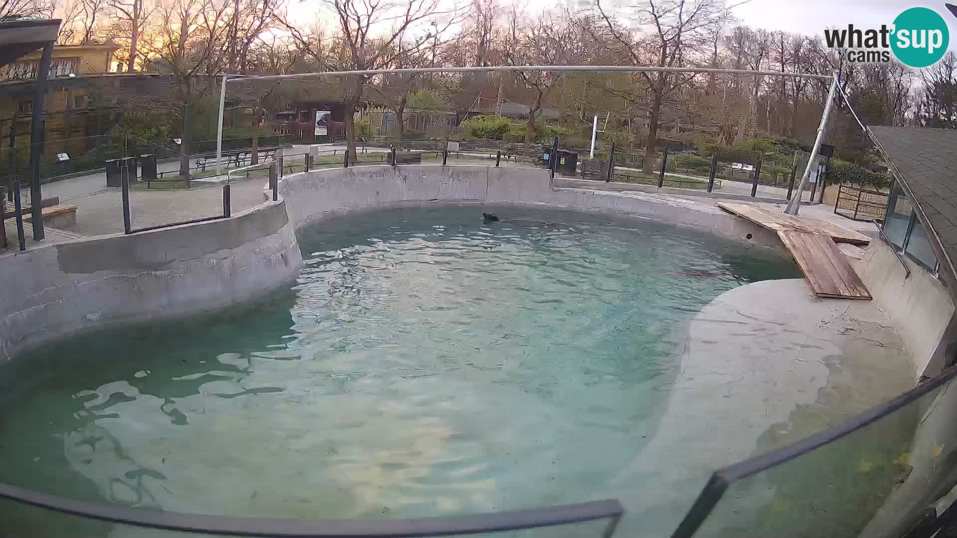 Zoo Zagreb – Otarie de Californie