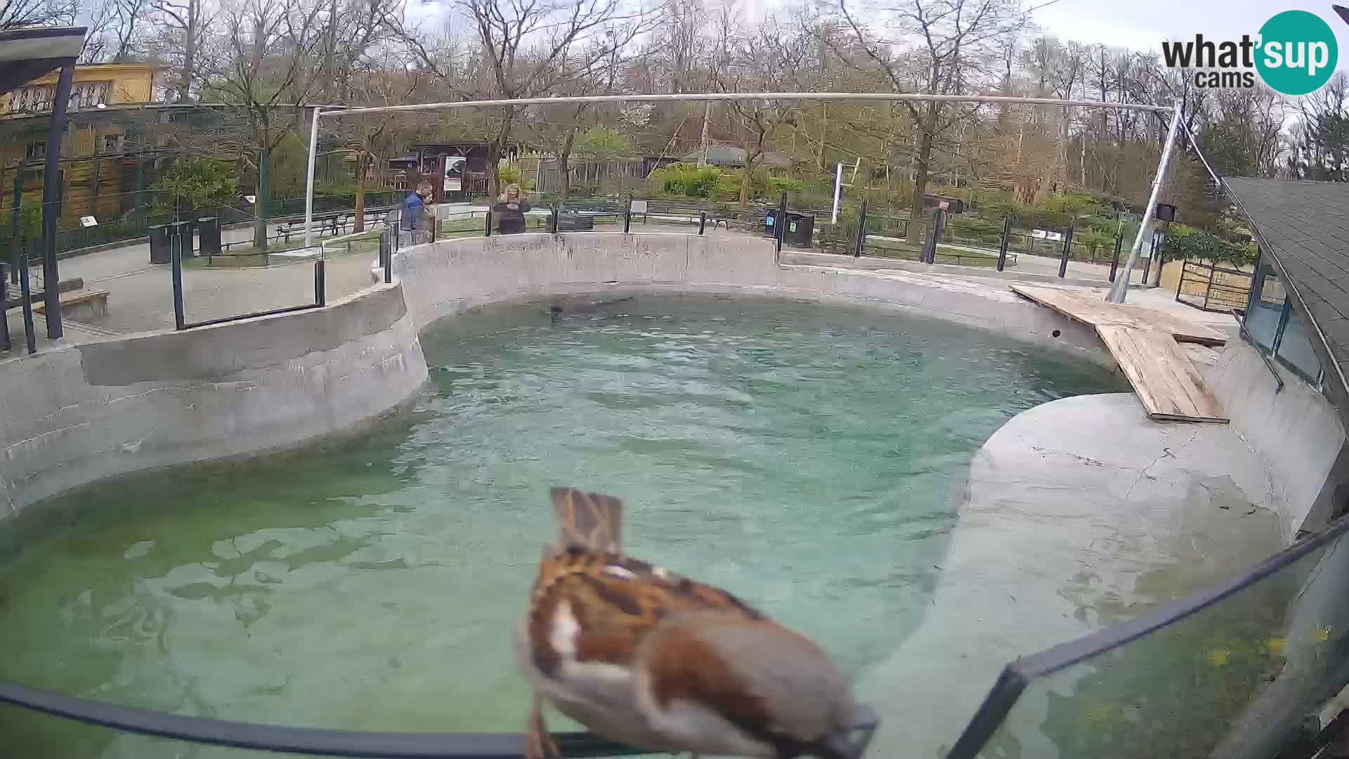 Zoo Zagreb – Otarie de Californie