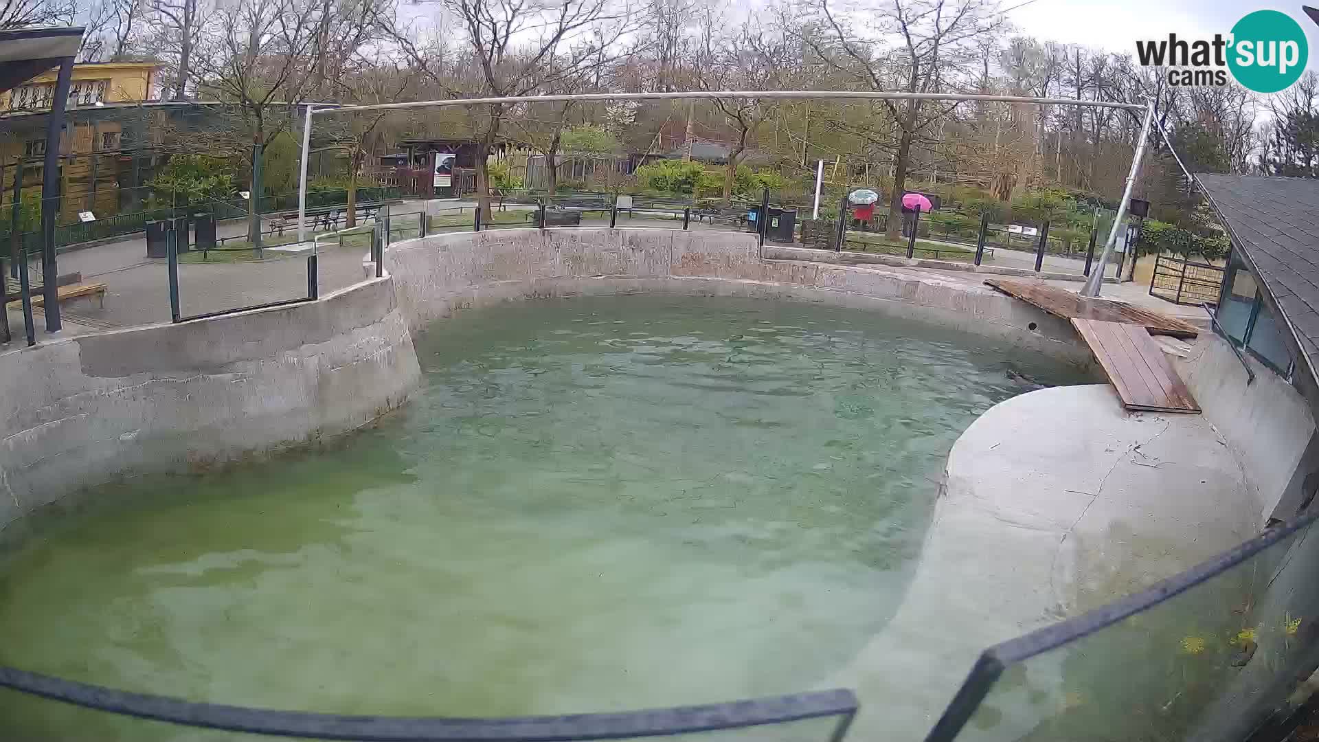 Zoo Zagreb – Kalifornijski morski lav