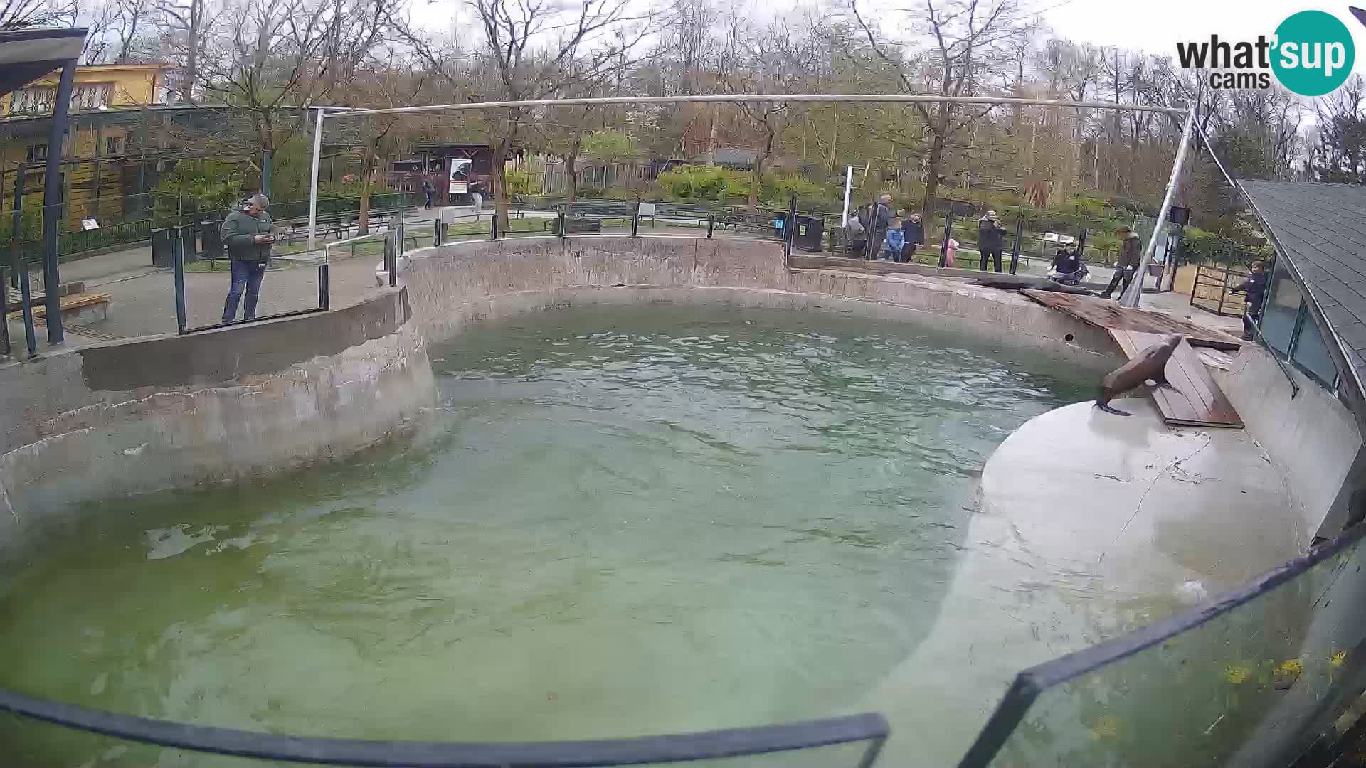 Zoo Zagreb – Kalifornijski morski lav