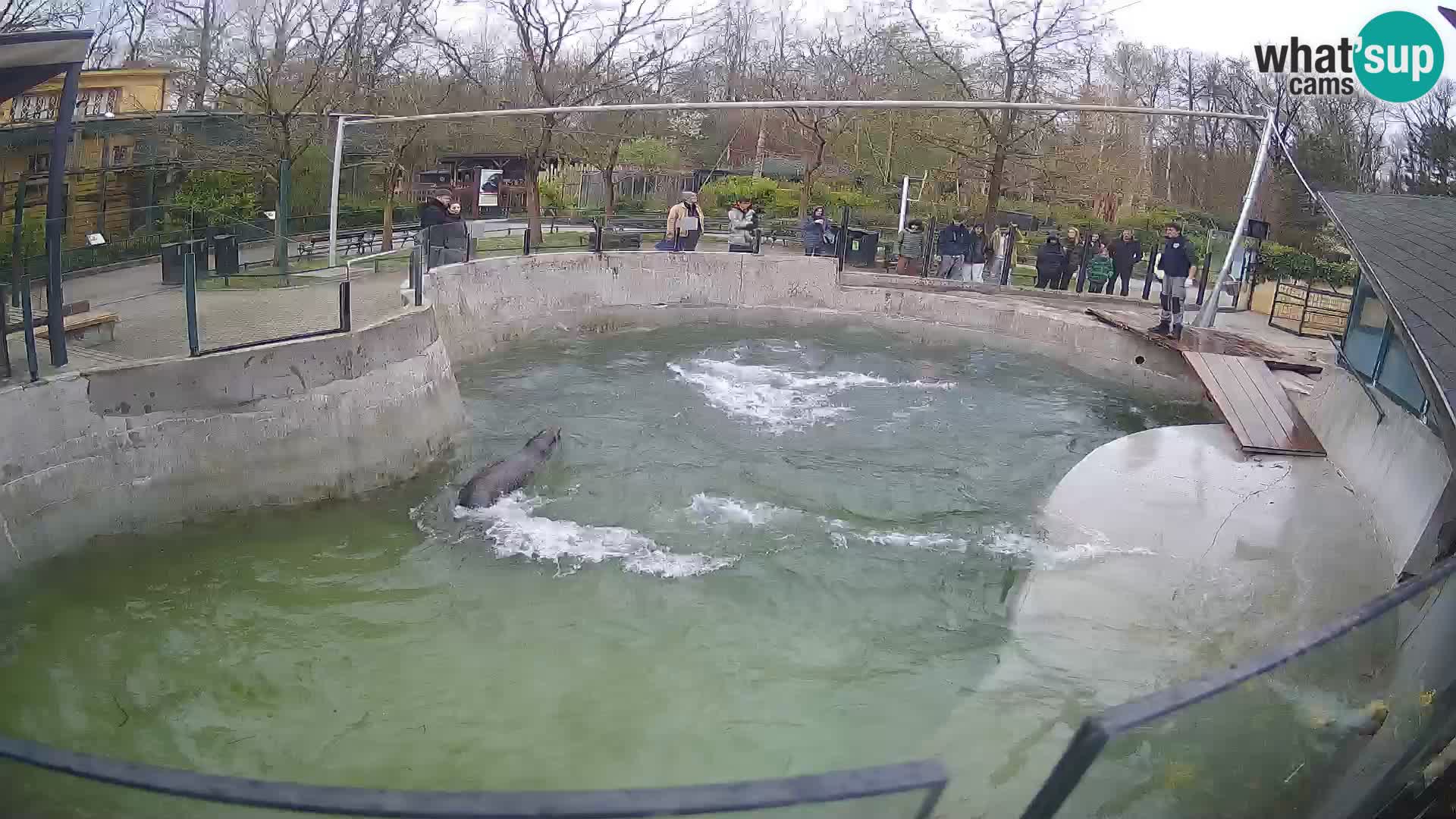 Zoo Zagreb – Kalifornijski morski lav