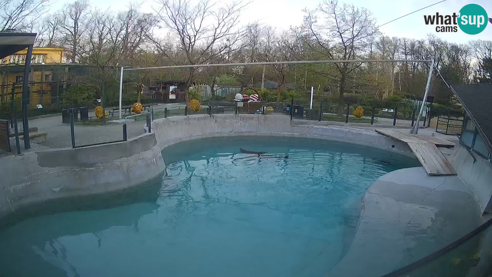Zoo Zagreb – California Sea Lion