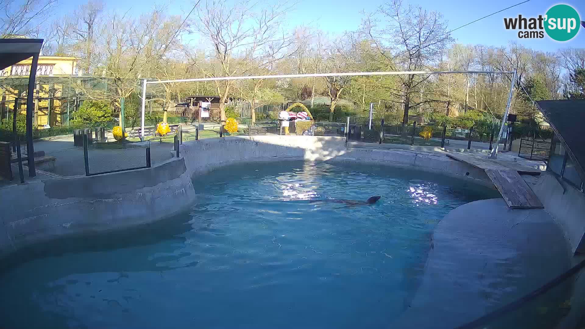 Zoo Zagreb – Otarie de Californie