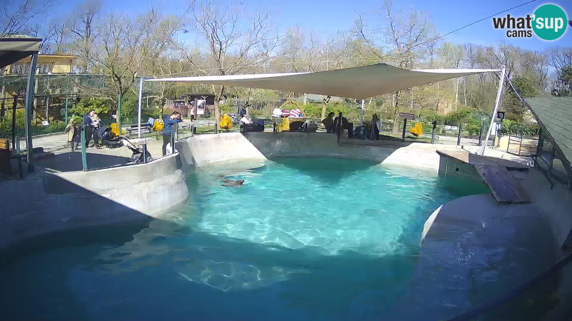 Zoo Zagreb – Otarie de Californie