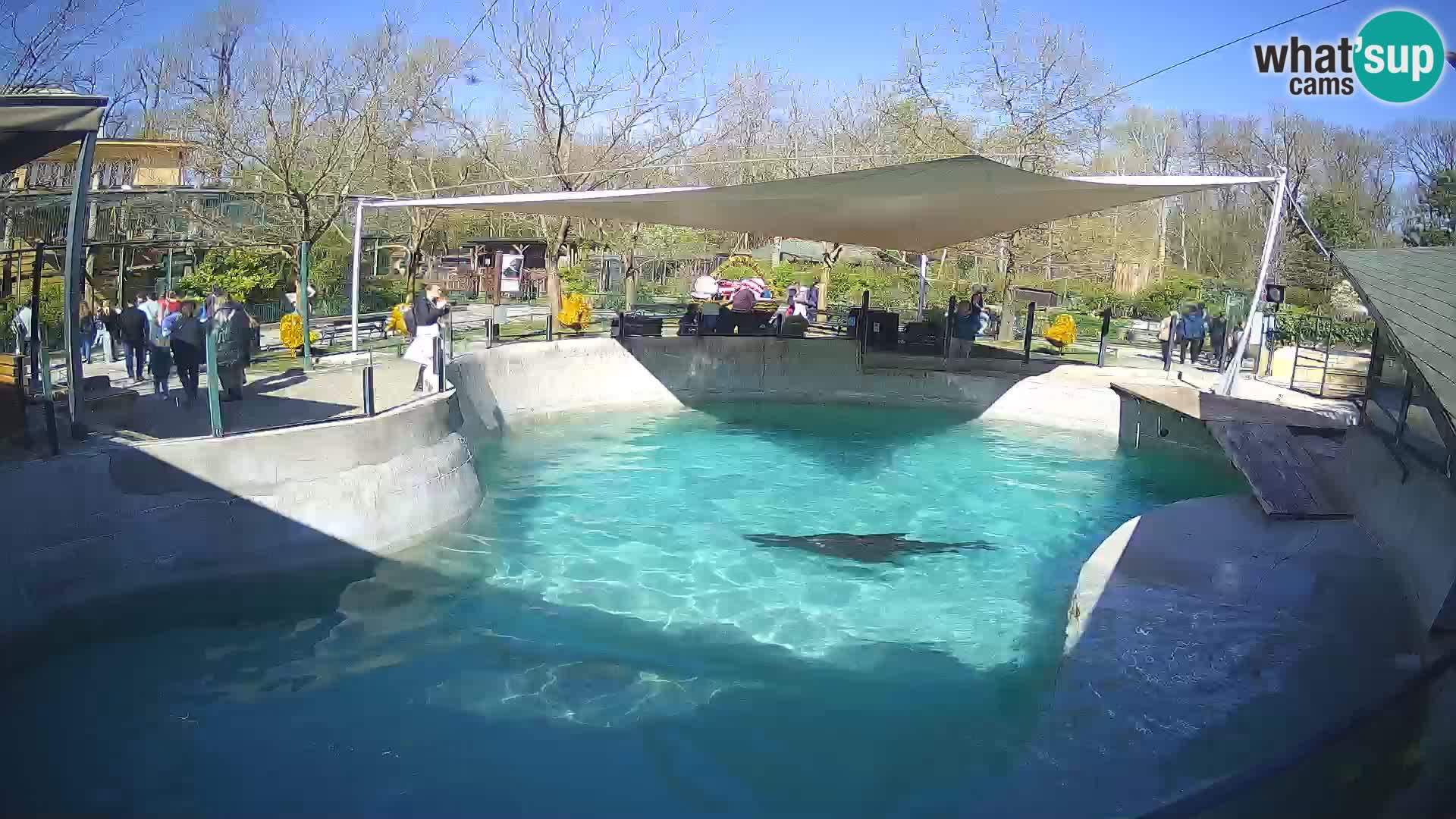 Zoo Zagreb – Otarie de Californie