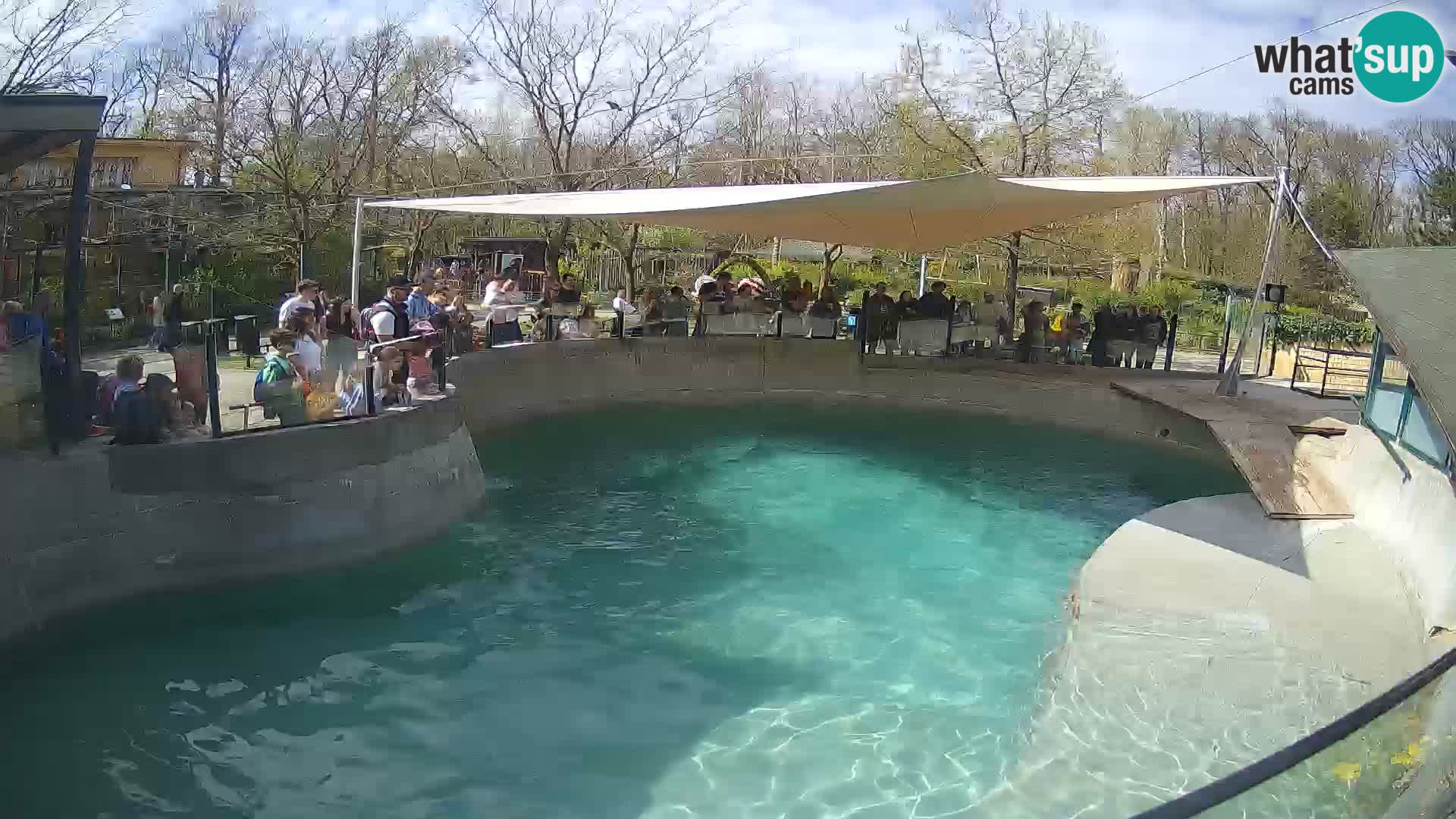 Zoo Zagreb – Kalifornischer Seelöwe