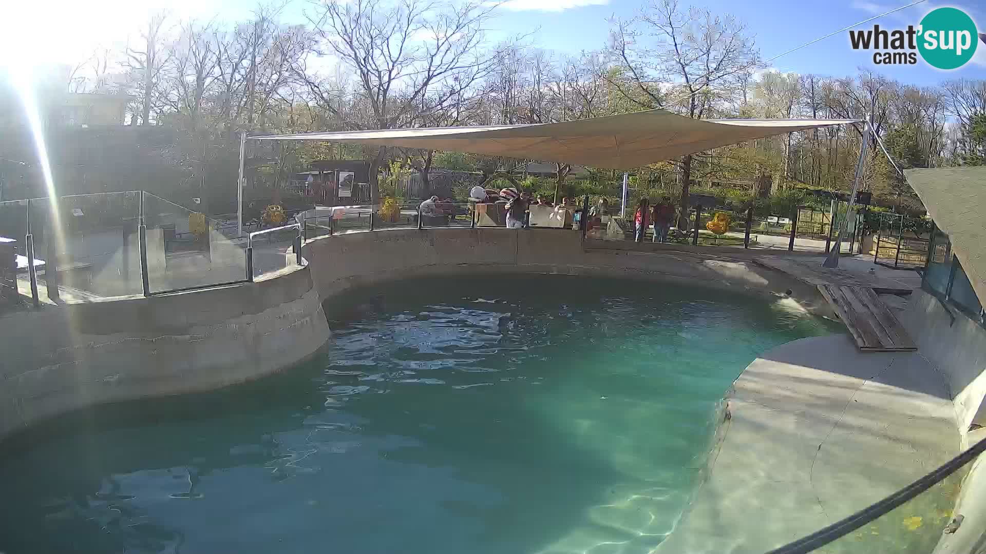 Zoo Zagreb – Otarie de Californie