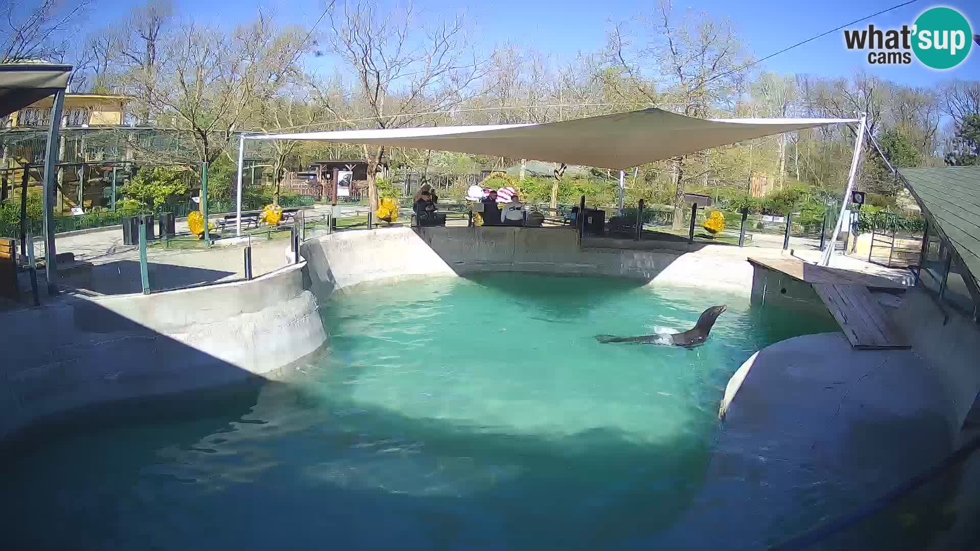 Zoo Zagreb – Otaria della California