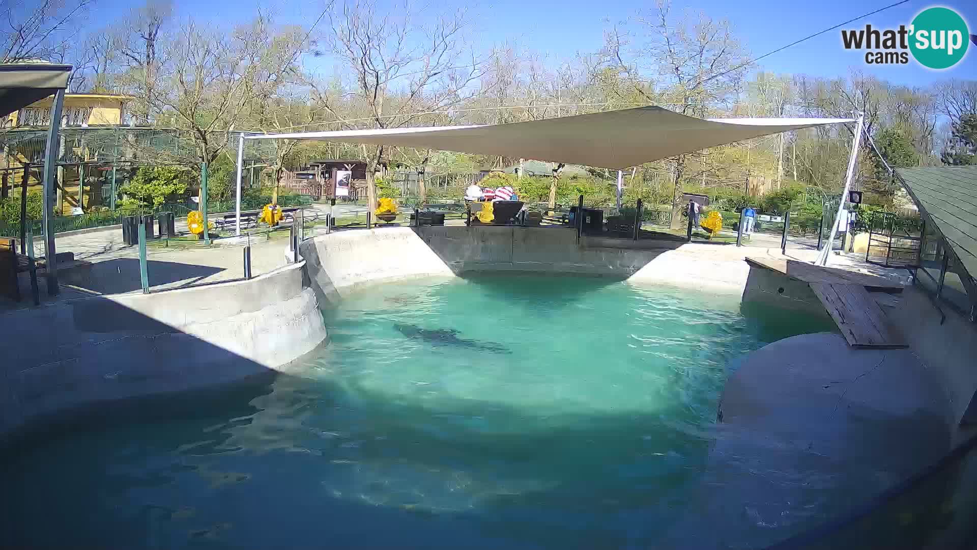 Zoo Zagreb – Kalifornijski morski lav