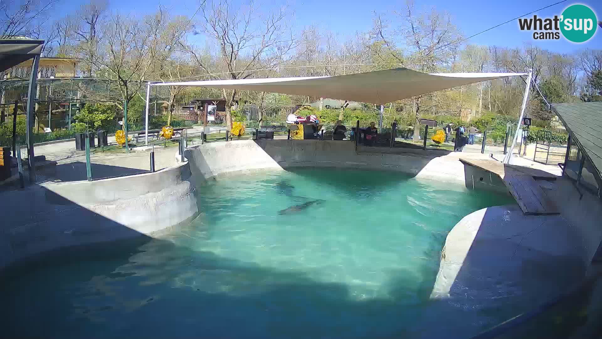 Zoo Zagreb – Kalifornijski morski lav