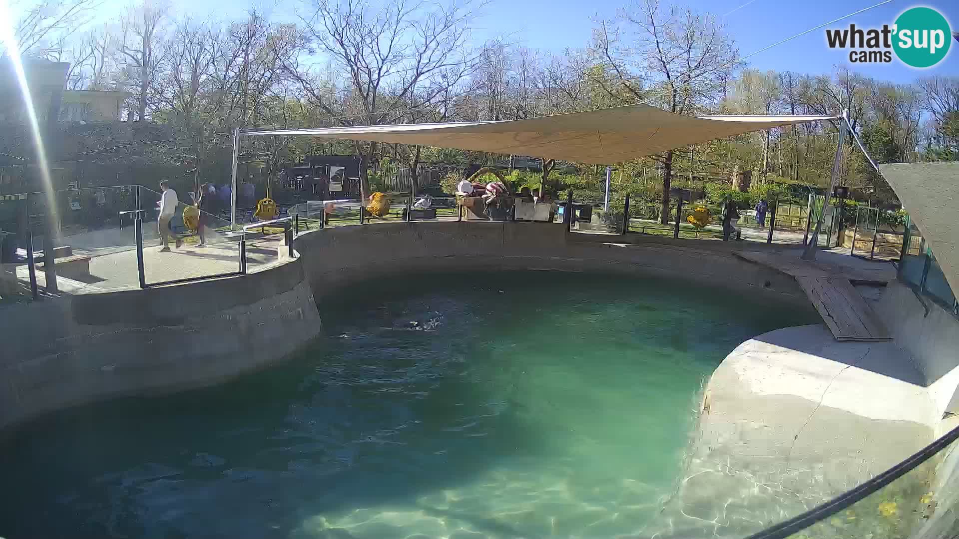 Zoo Zagreb –  León marino de California