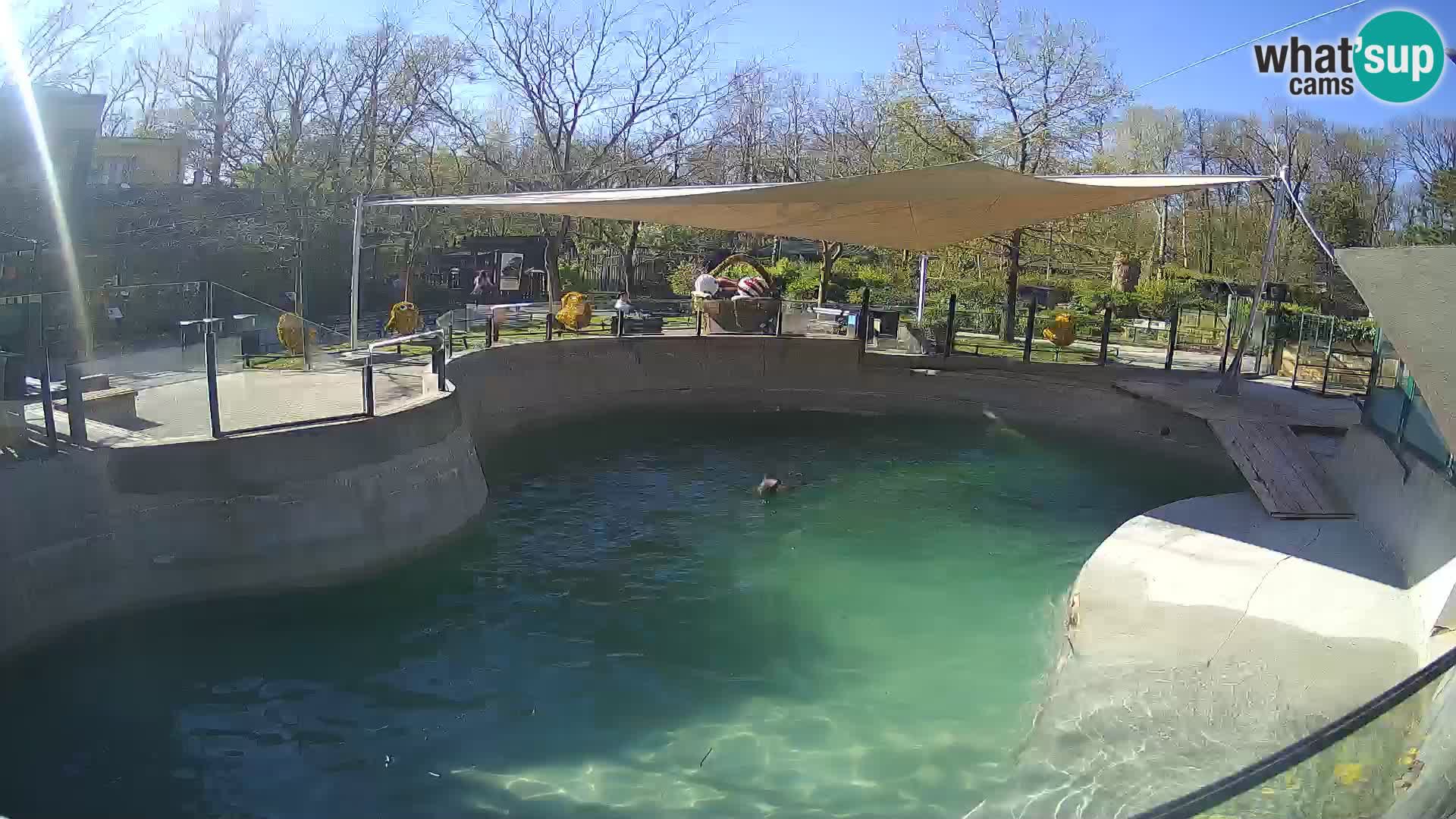 Zoo Zagreb –  León marino de California