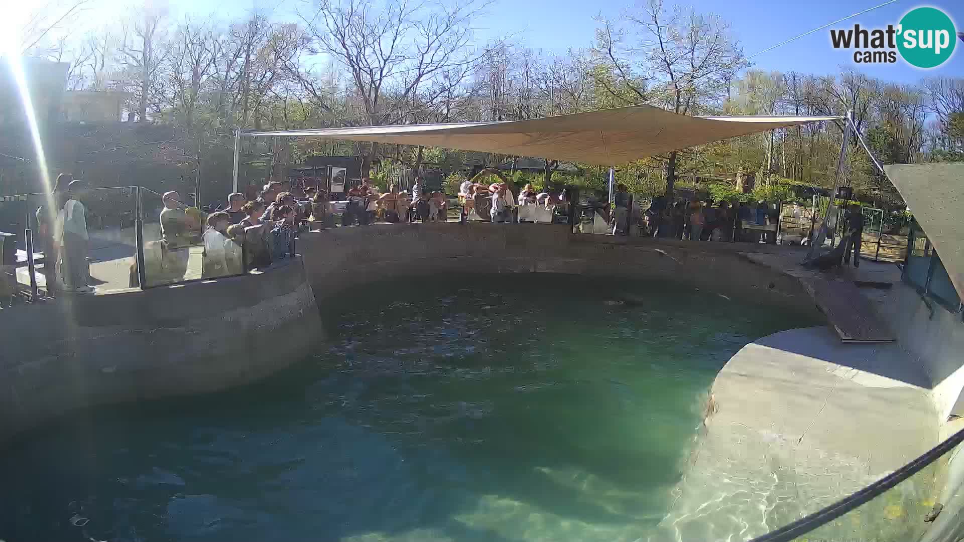 Zoo Zagreb – Kalifornijski morski lav