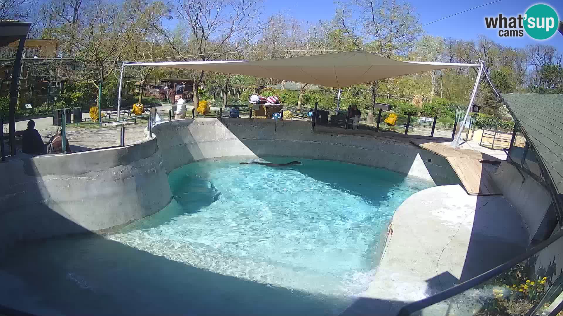 Zoo Zagreb –  León marino de California