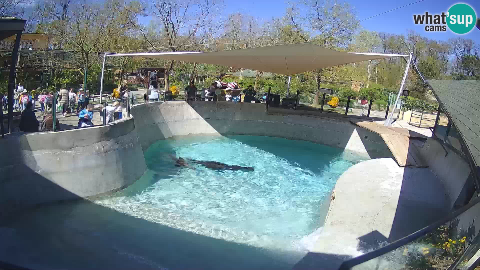 Zoo Zagreb –  León marino de California