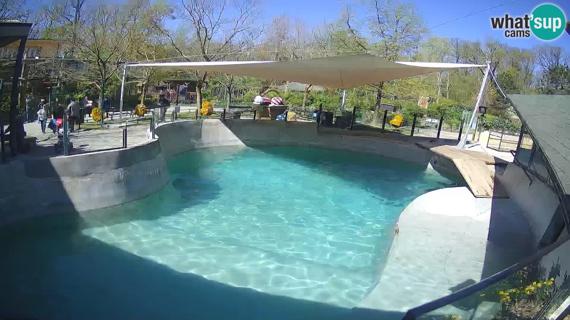 Zoo Zagreb –  León marino de California