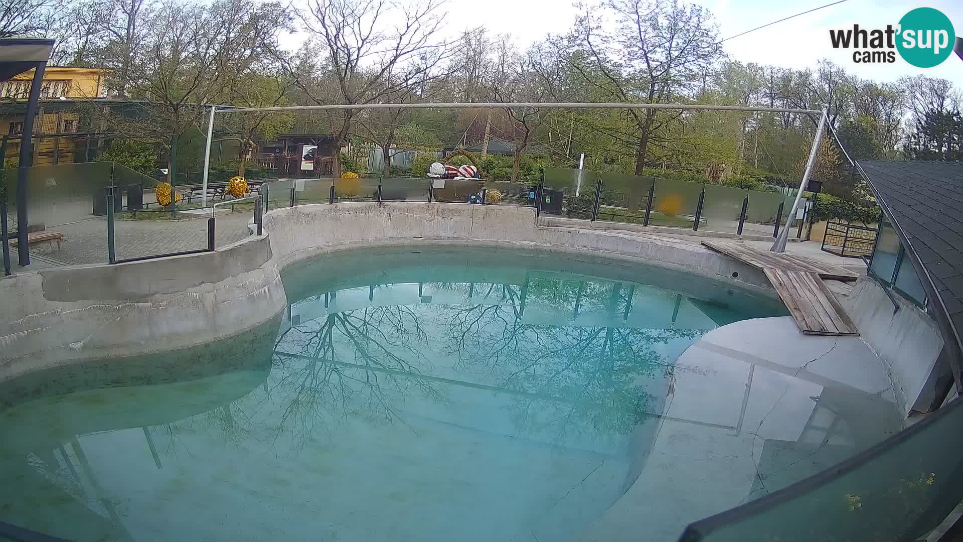 Zoo Zagreb – Otarie de Californie