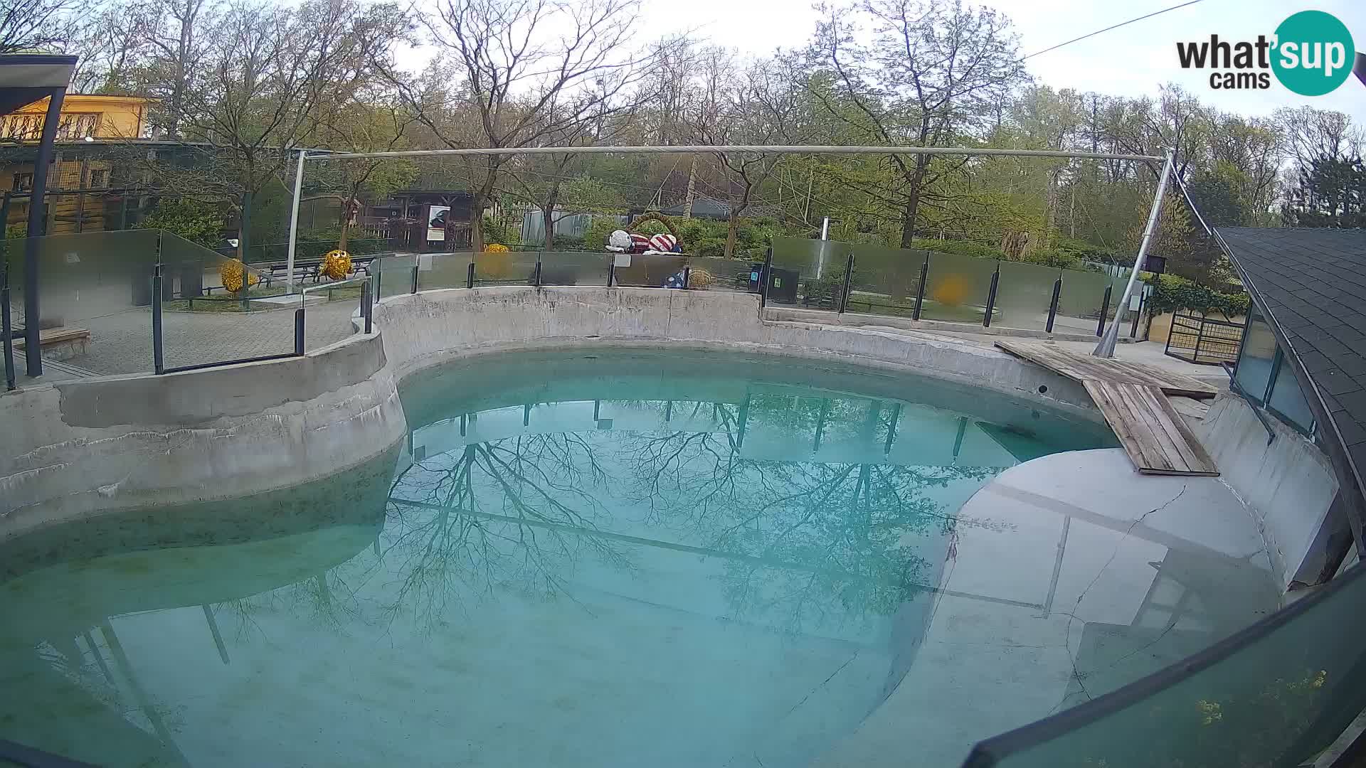 Zoo Zagreb –  León marino de California