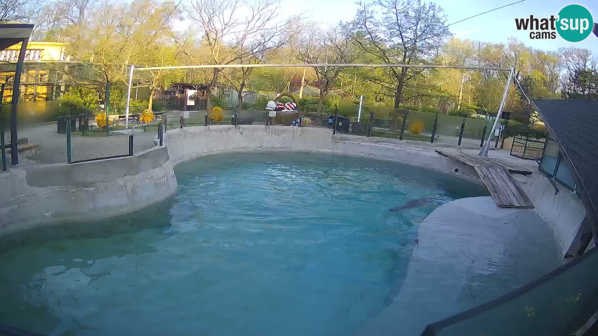 Zoo Zagreb – Otaria della California