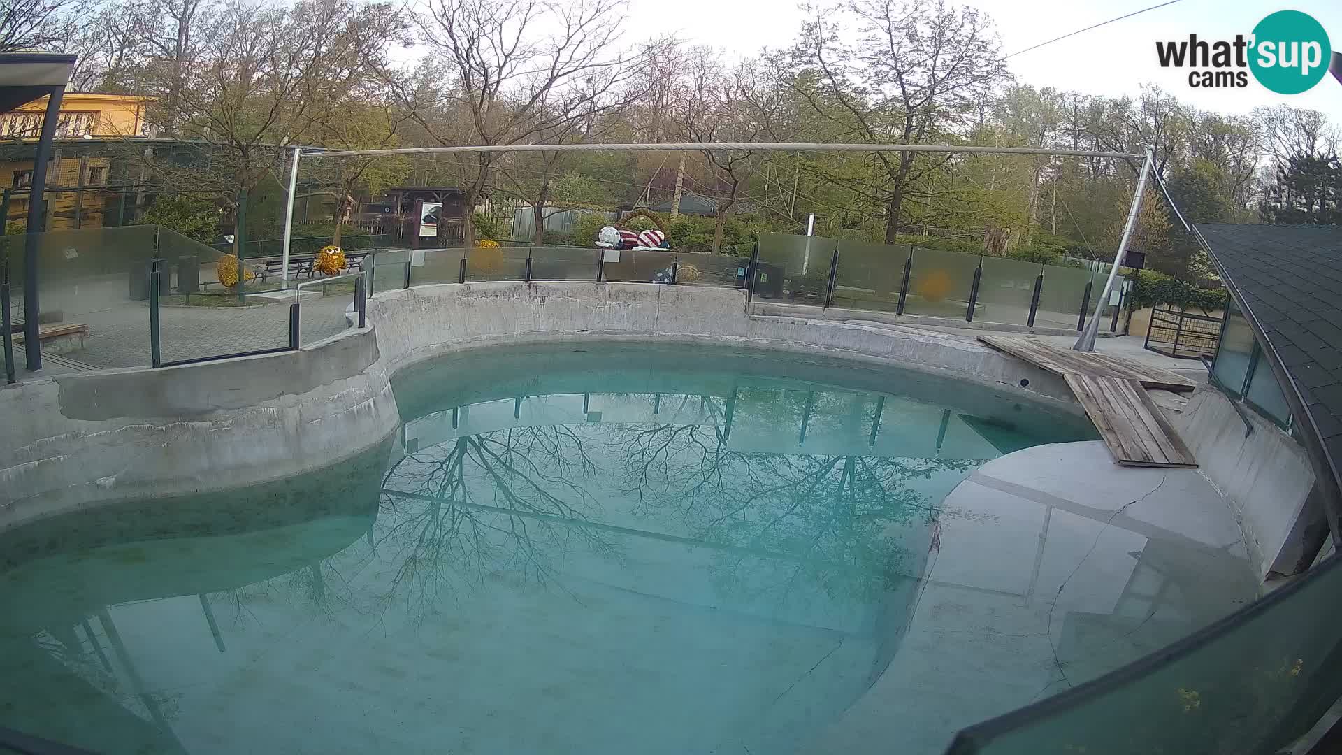 Zoo Zagreb – Kalifornijski morski lav