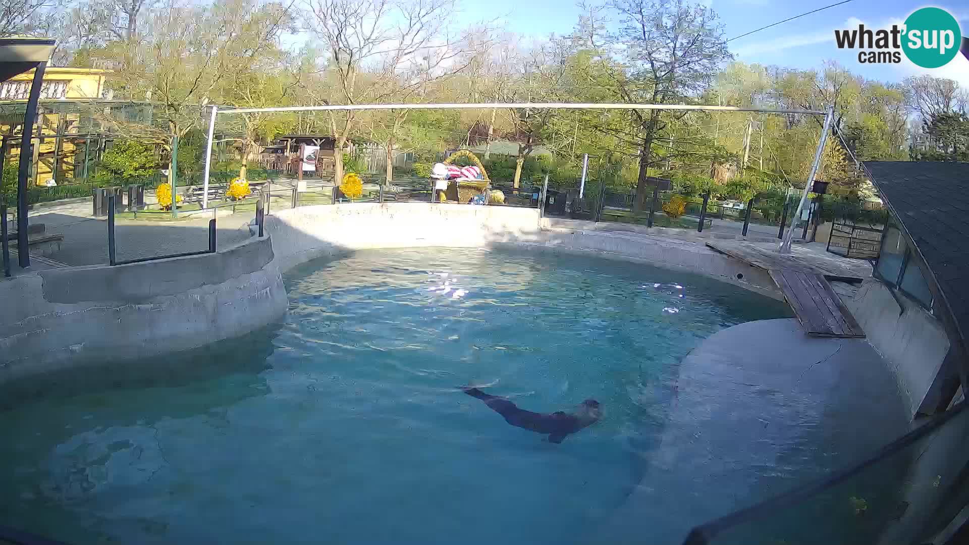 Zoo Zagreb –  León marino de California
