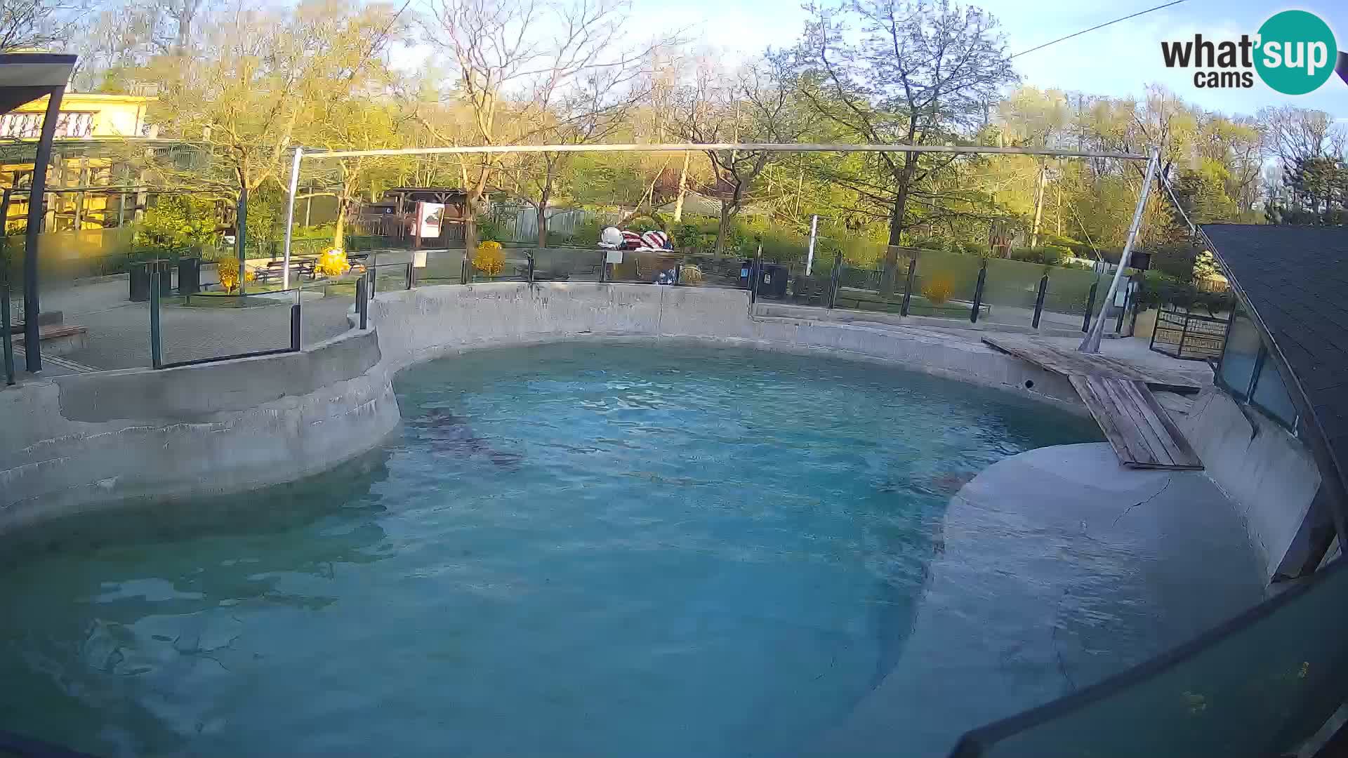 Zoo Zagreb – Otarie de Californie