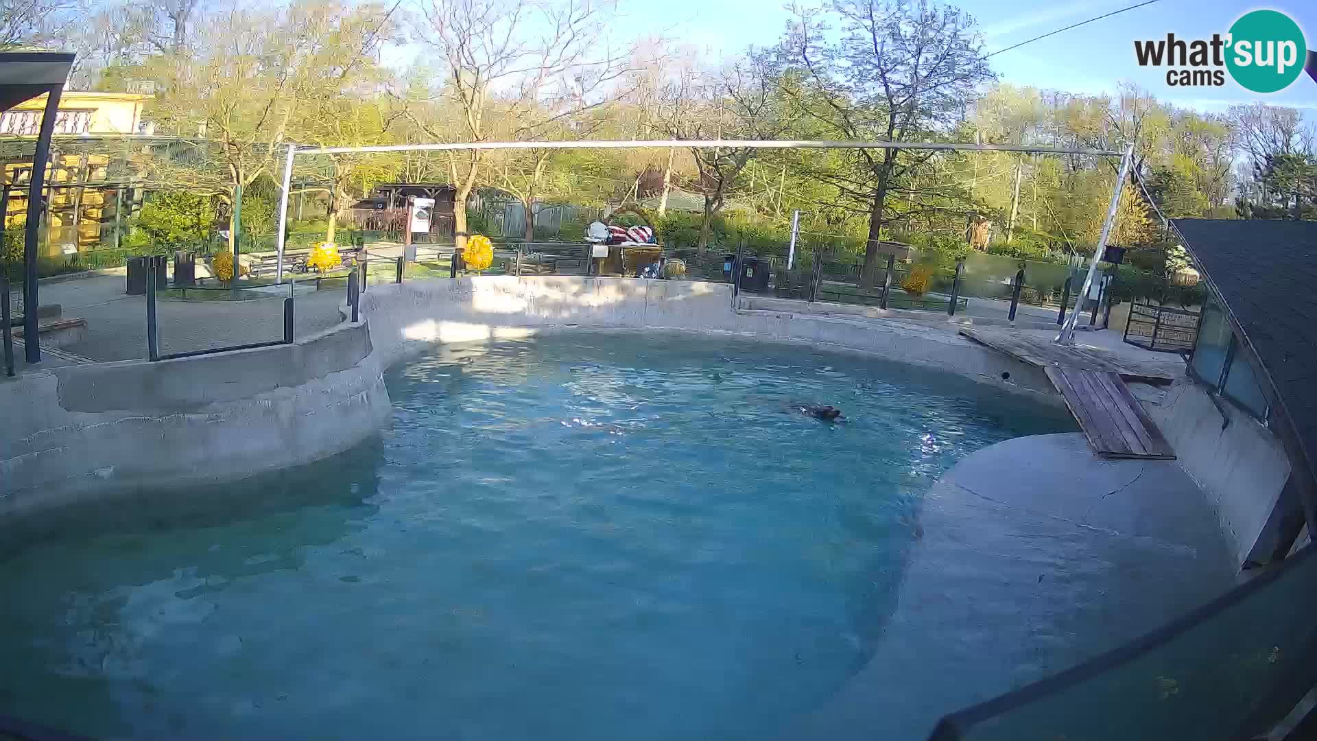 Zoo Zagreb – Kalifornijski morski lav